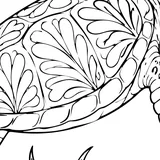 Green sea turtle