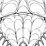 Atlantic horseshoe crab