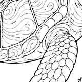 Loggerhead sea turtle