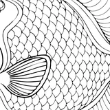 Queen angelfish