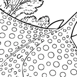 Spotted eagle ray
